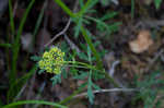 Nuttall's prairie parsley
